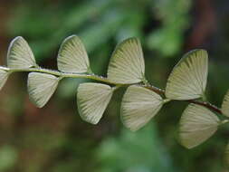 Adiantum flabellulatum L.的圖片