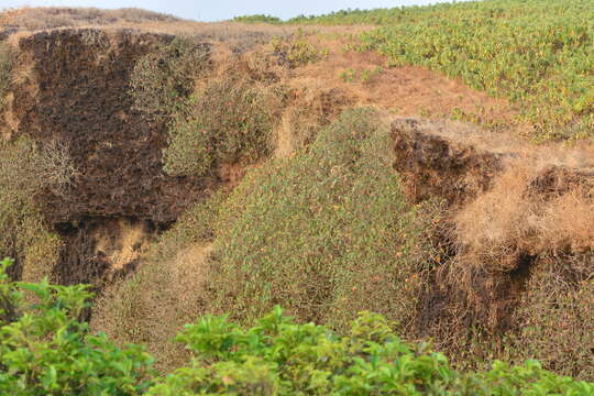 Strobilanthes scrobiculatus Dalz. ex C. B. Cl. resmi