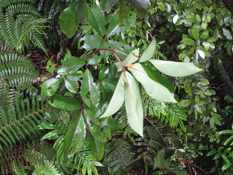 Image of shrub panax