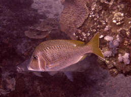 صورة Lethrinus crocineus Smith 1959