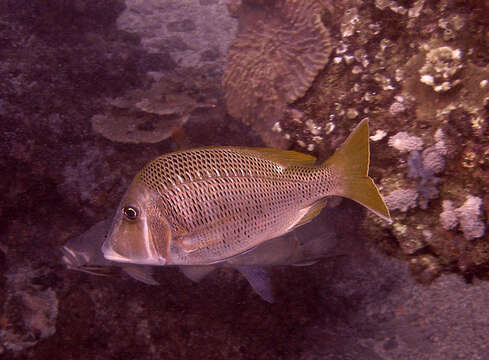 Sivun Lethrinus crocineus Smith 1959 kuva