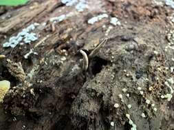 Image of Ophiocordyceps smithii (Mains) G. H. Sung, J. M. Sung, Hywel-Jones & Spatafora 2007