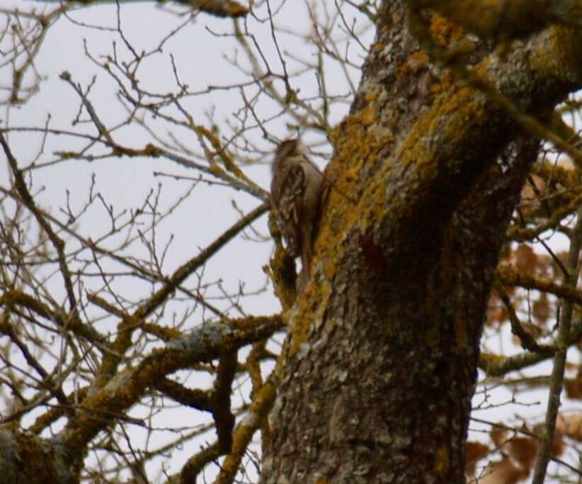 Image of Short-toed Treecreeper