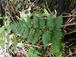 Image of Lastreopsis hispida (Sw.) Tindale