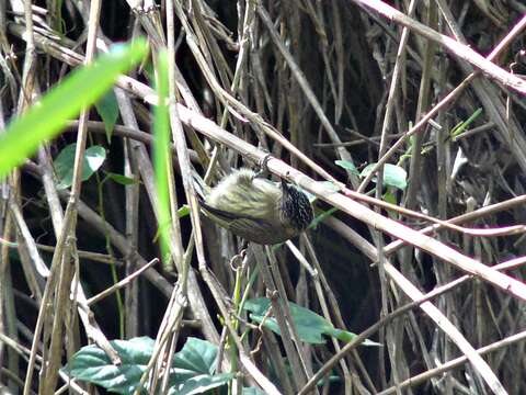 Image of Olivaceous Piculet