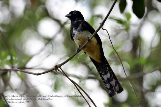 صورة Trogon melanocephalus Gould 1836