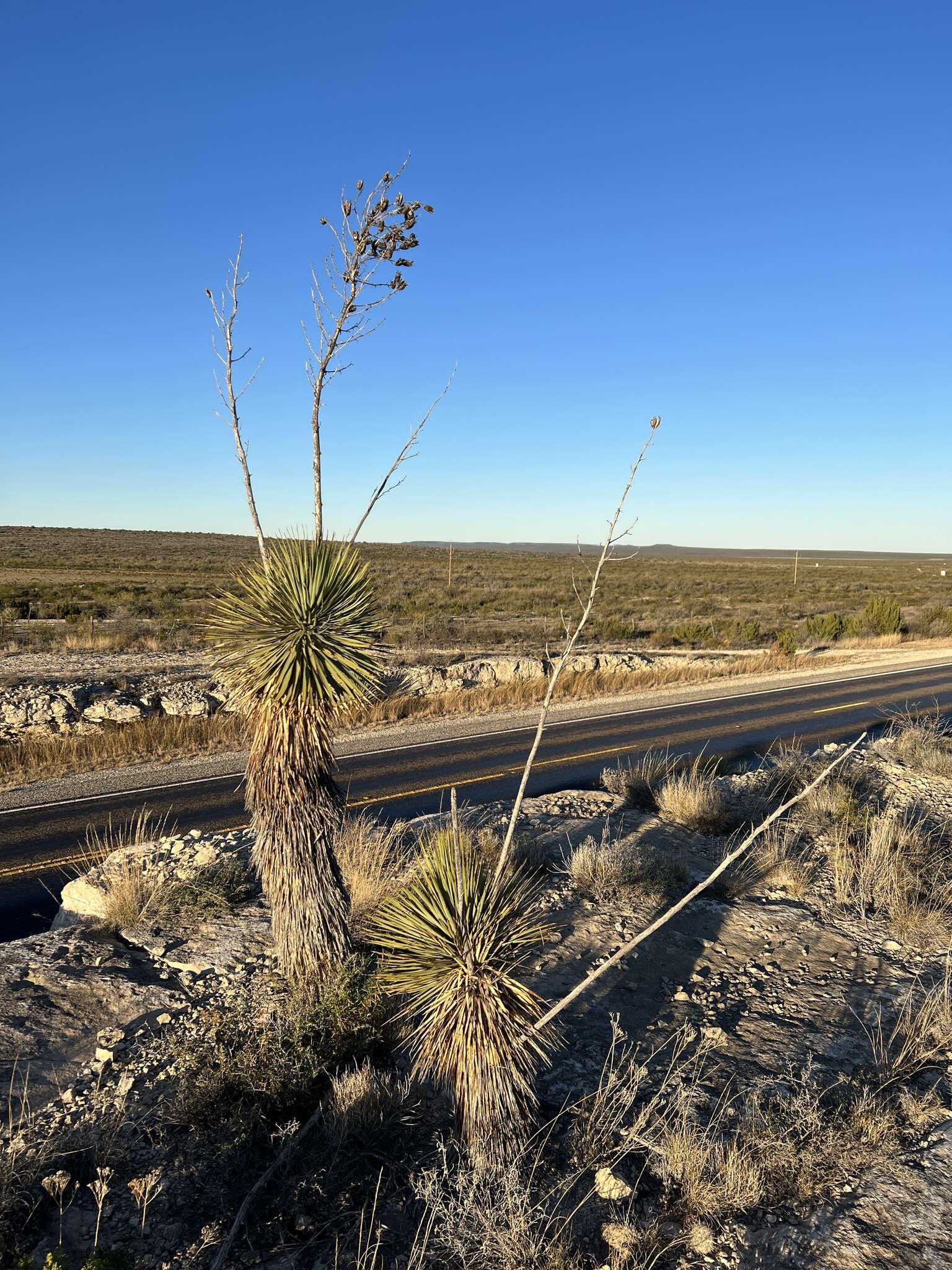 Image of Thompson's yucca