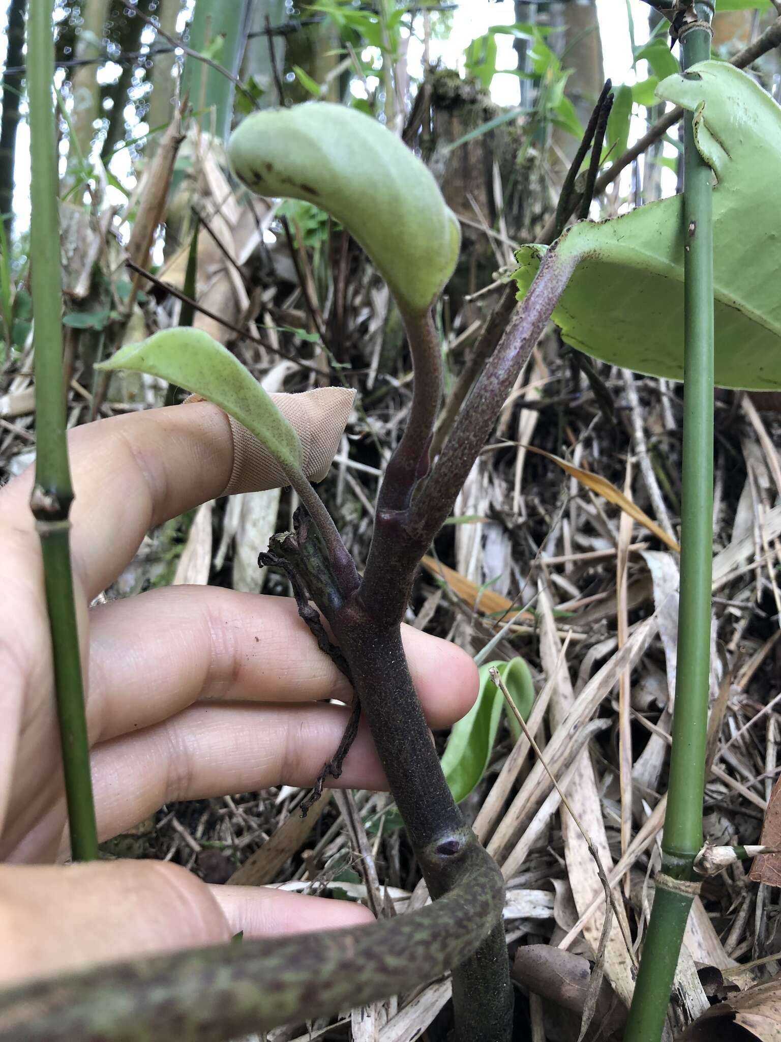 Image of spotted peperomia