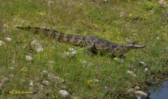 Image of Brown Spectacled Caiman