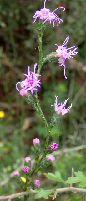 Image of grassleaf gayfeather