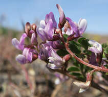 Imagem de Astragalus diaphanus Dougl. ex Hook.