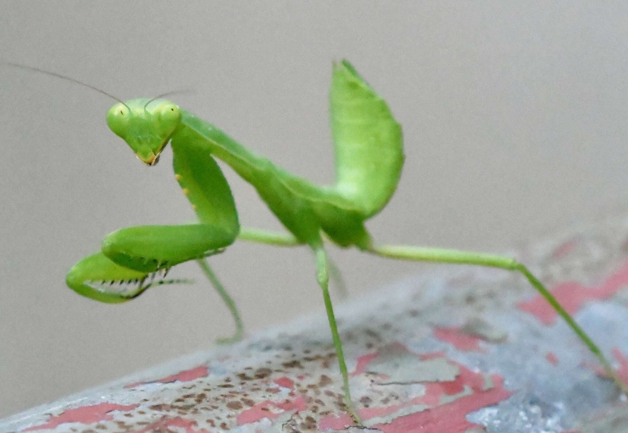 Image of Giant Asian Mantis