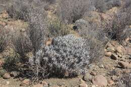 Euphorbia loricata Lam. resmi