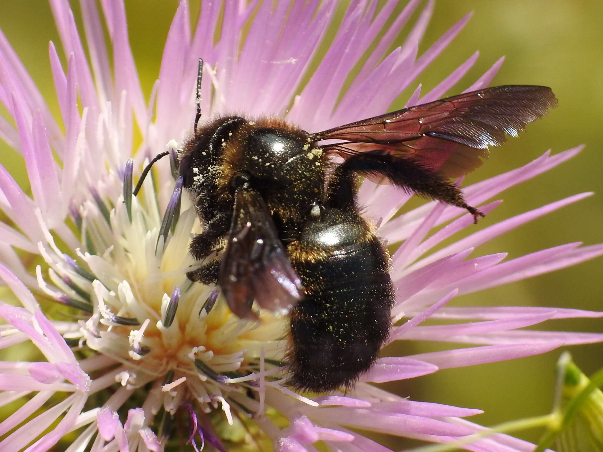 Plancia ëd Xylocopa iris (Christ 1791)