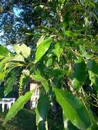 Image de Citharexylum myrianthum Cham.