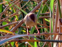 Sivun Cisticola subruficapilla windhoekensis (Roberts 1937) kuva