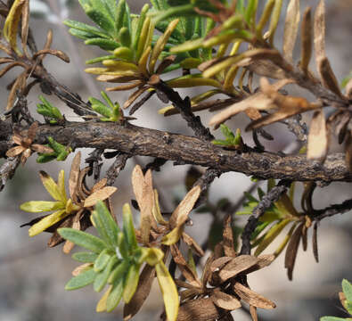 Image of Leucophyllum pringlei (Greenm.) Standley