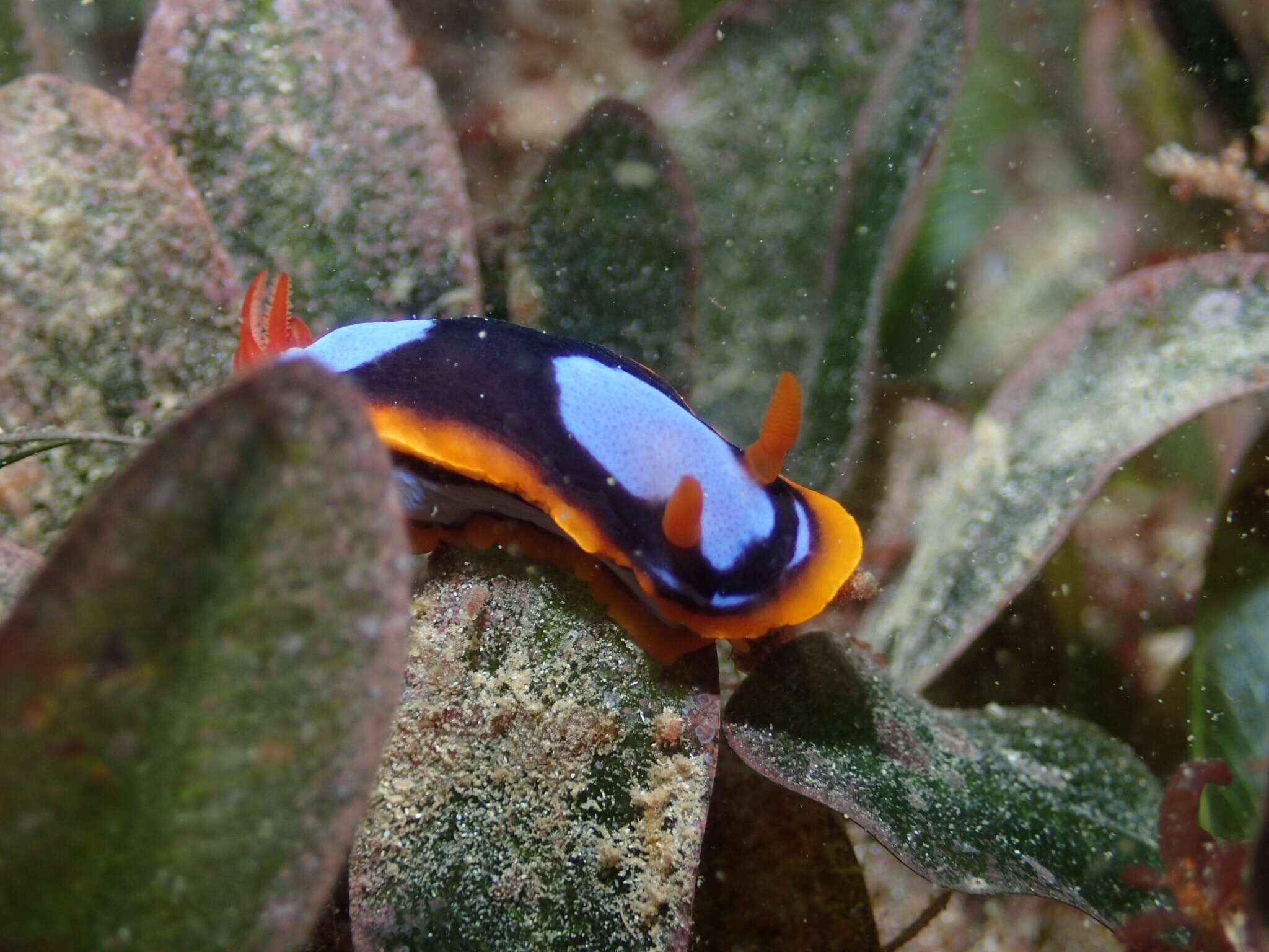 Image de Chromodoris westraliensis (O'Donoghue 1924)