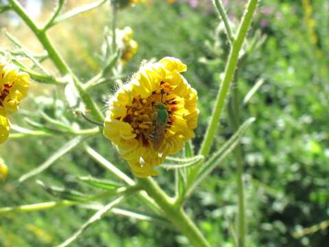 Слика од Agapostemon melliventris Cresson 1874