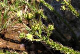 Image of Alepidea setifera N. E. Br.