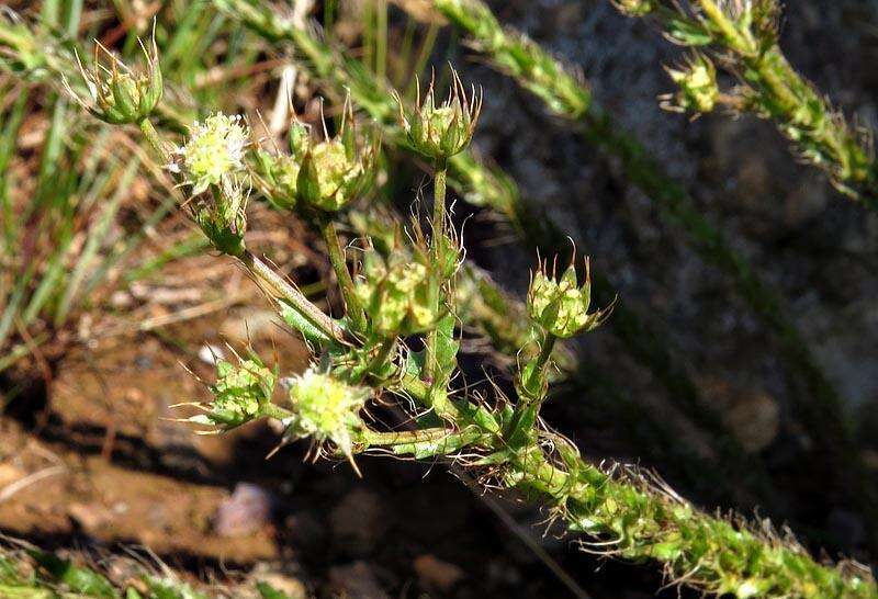 Image of Alepidea setifera N. E. Br.