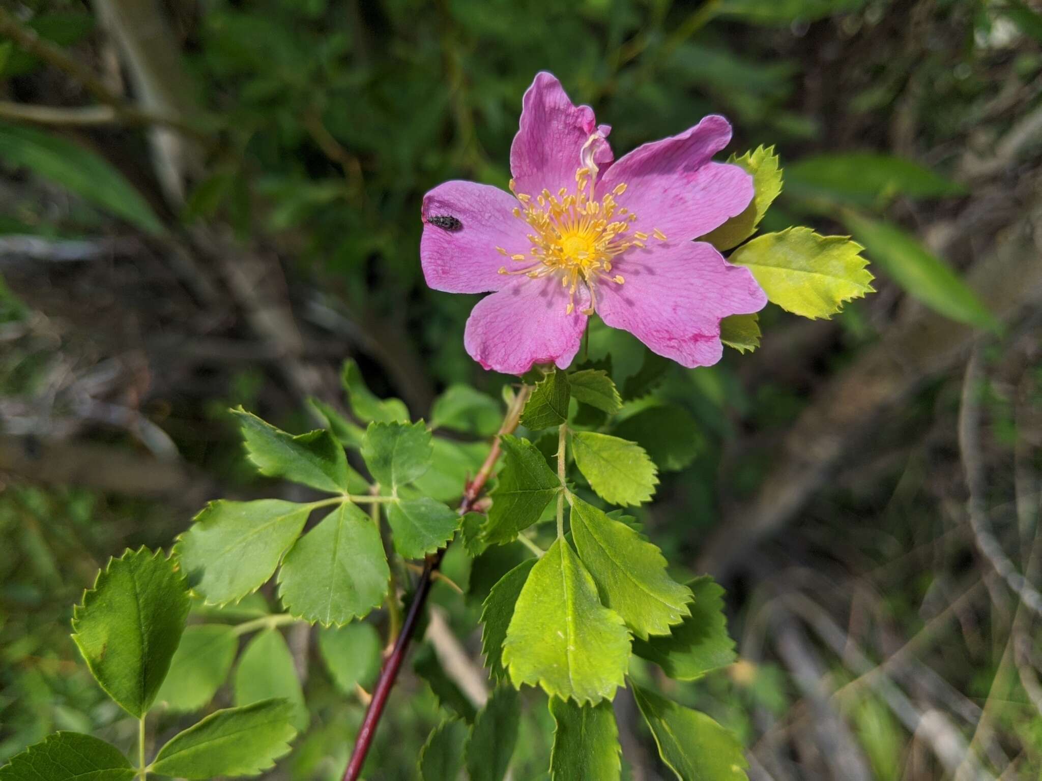 Sivun Rosa woodsii subsp. gratissima (Greene) W. H. Lewis & Ertter kuva