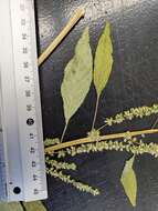 Image of Amaranthus tuberculatus (Moq.) Sauer