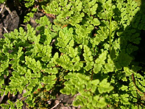 Image de Oeosporangium tinaei (Tod.) Fraser-Jenk.