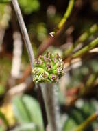 Actinotus bellidioides (Hook. fil.) Benth. resmi