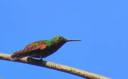 Image of Blue-tailed Hummingbird