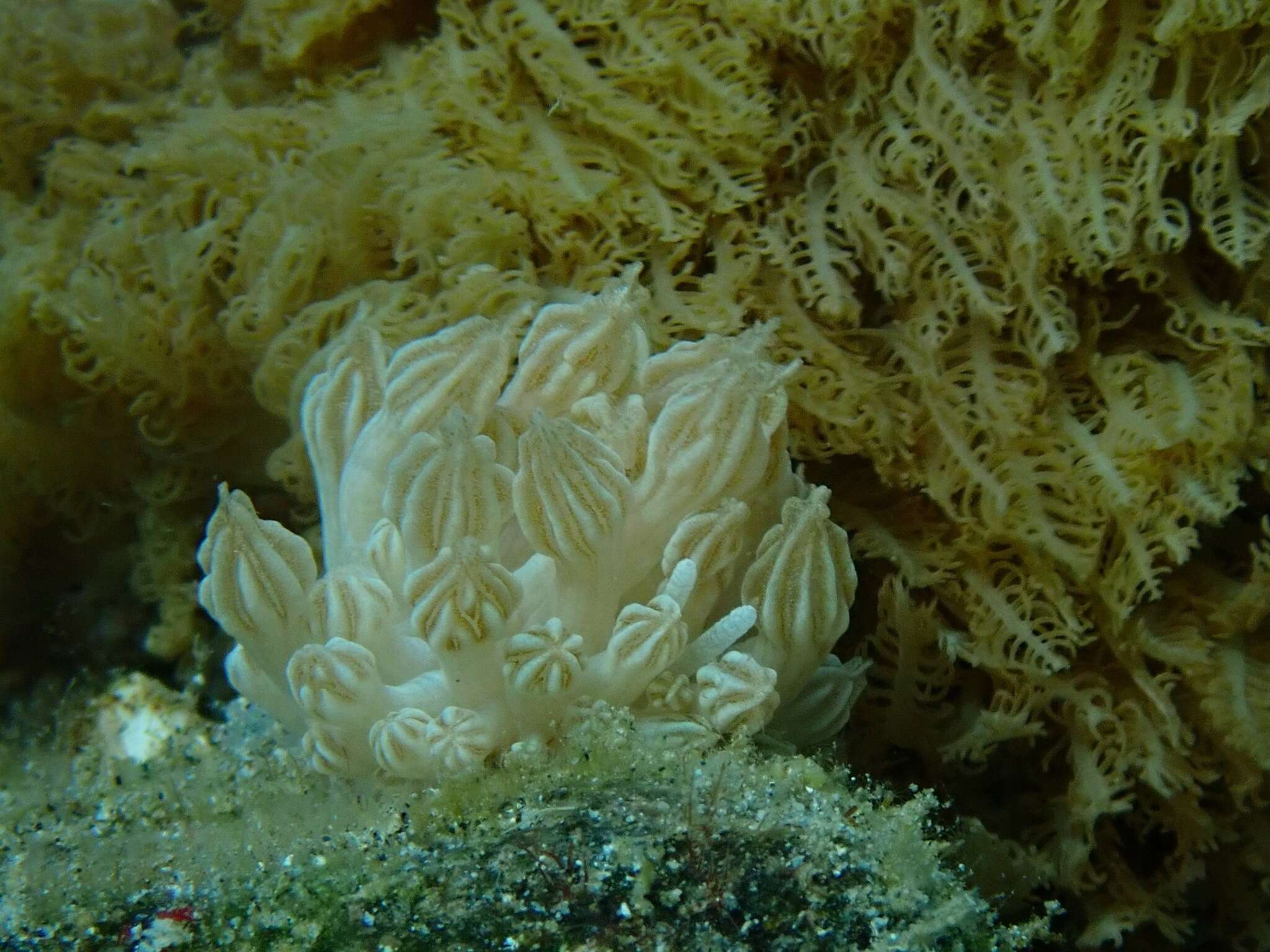 Image of Phyllodesmium rudmani Burghardt & Gosliner 2006