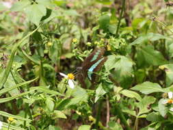 Image of <i>Graphium sarpedon connectens</i>