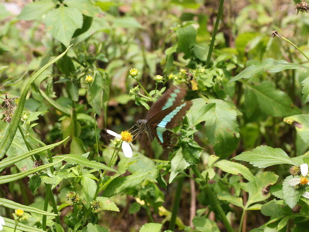 Imagem de <i>Graphium sarpedon connectens</i>