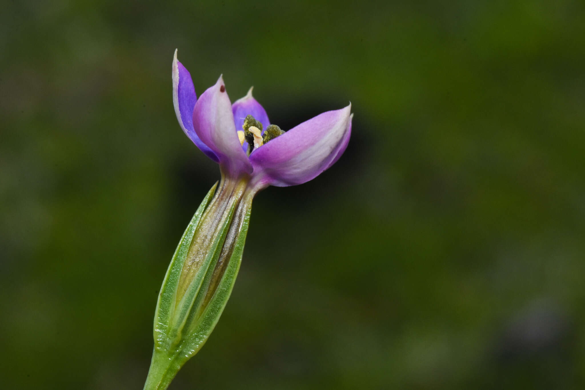 Image of Zygostigma australe Griseb.