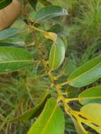 Image of Salix kusanoi (Hayata) C. K. Schneid.