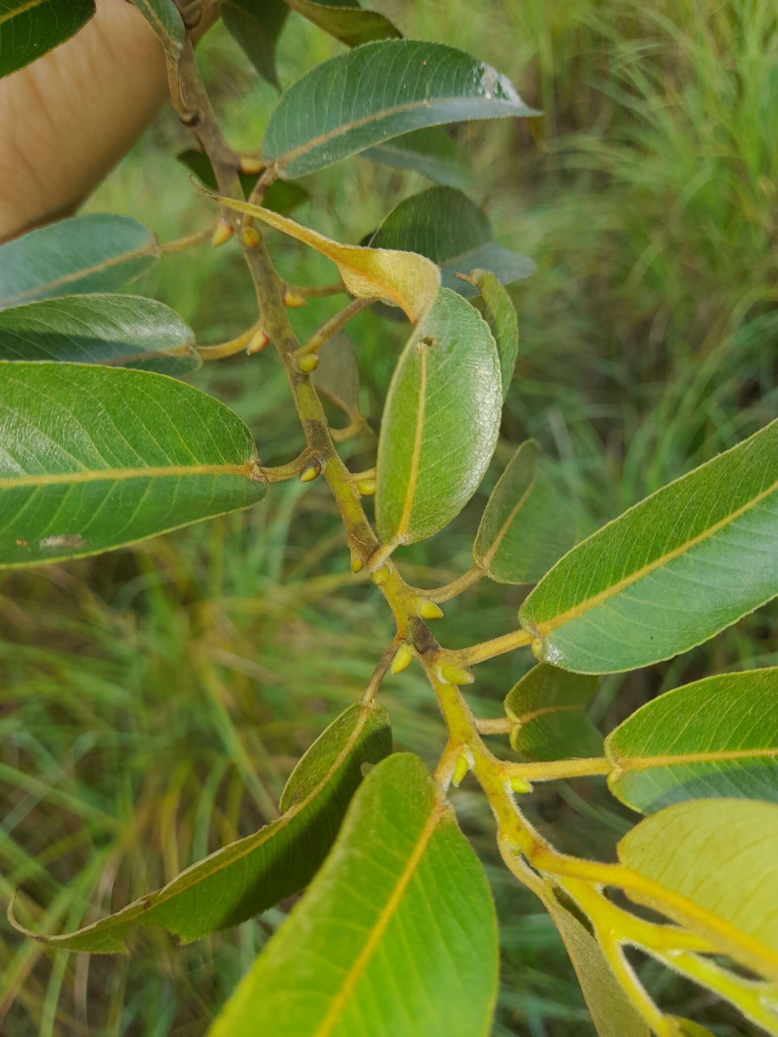 Image of Salix kusanoi (Hayata) C. K. Schneid.