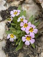 Image of Death Valley monkeyflower