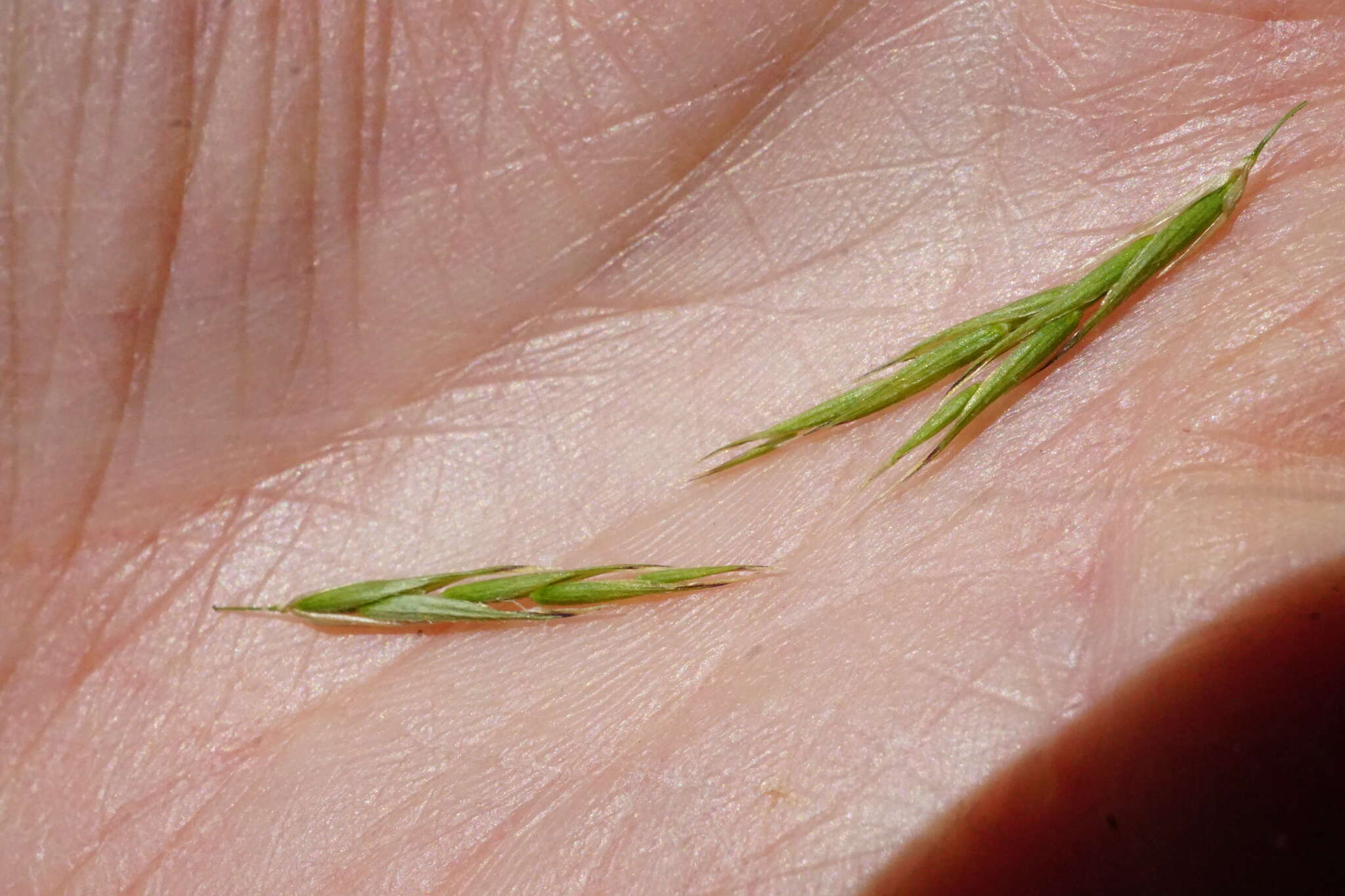 Image of Alaska oniongrass