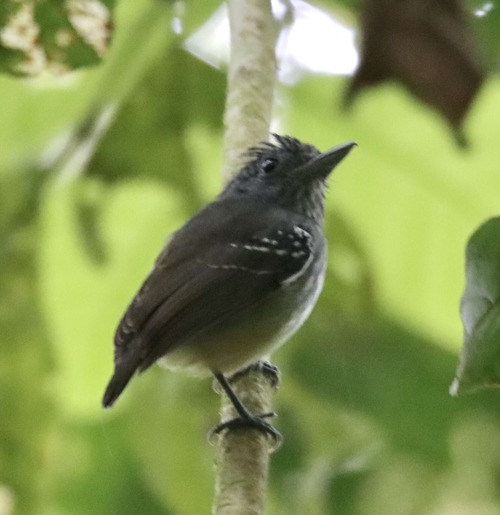 Image of Streak-crowned Antvireo