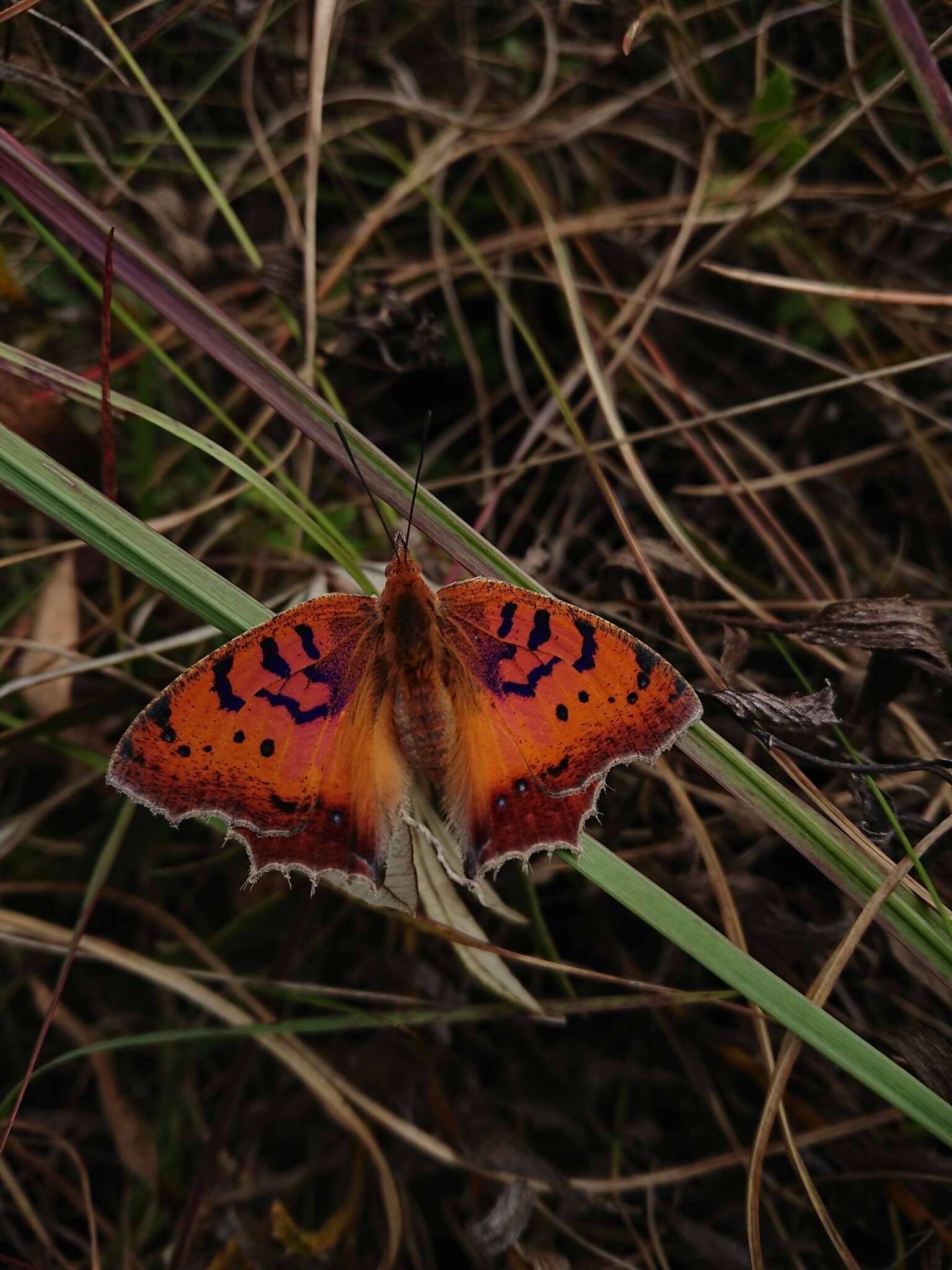 Image of <i>Catacroptera <i>cloanthe</i></i> cloanthe