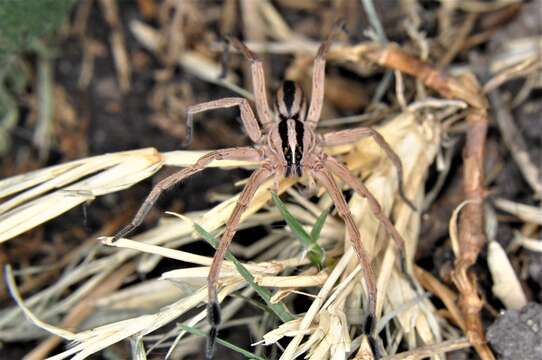 Image of Dotted Wolf Spider