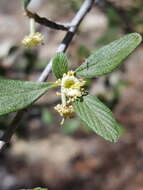 Sivun Cercocarpus montanus var. paucidentatus (S. Wats.) F. L. Martin kuva