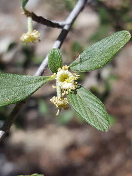 Sivun Cercocarpus montanus var. paucidentatus (S. Wats.) F. L. Martin kuva