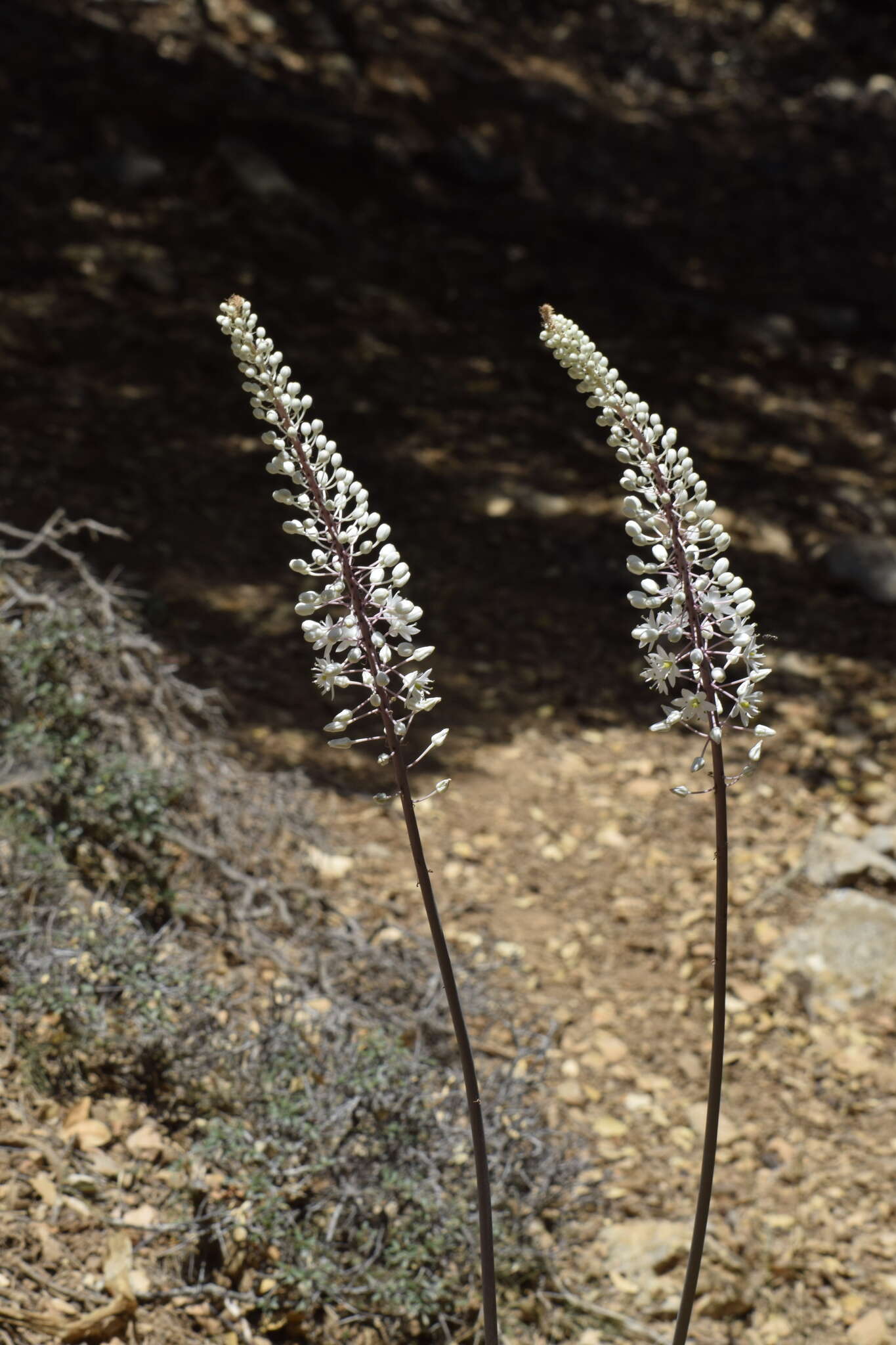 Image of Drimia numidica (Jord. & Fourr.) J. C. Manning & Goldblatt