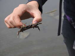 Image of Macrophthalmus (Macrophthalmus) abbreviatus R. B. Manning & Holthuis 1981