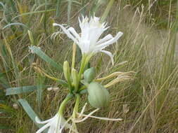 Imagem de Pancratium maritimum L.