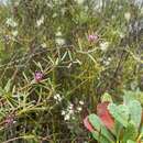 Image of Grevillea patulifolia Gand.