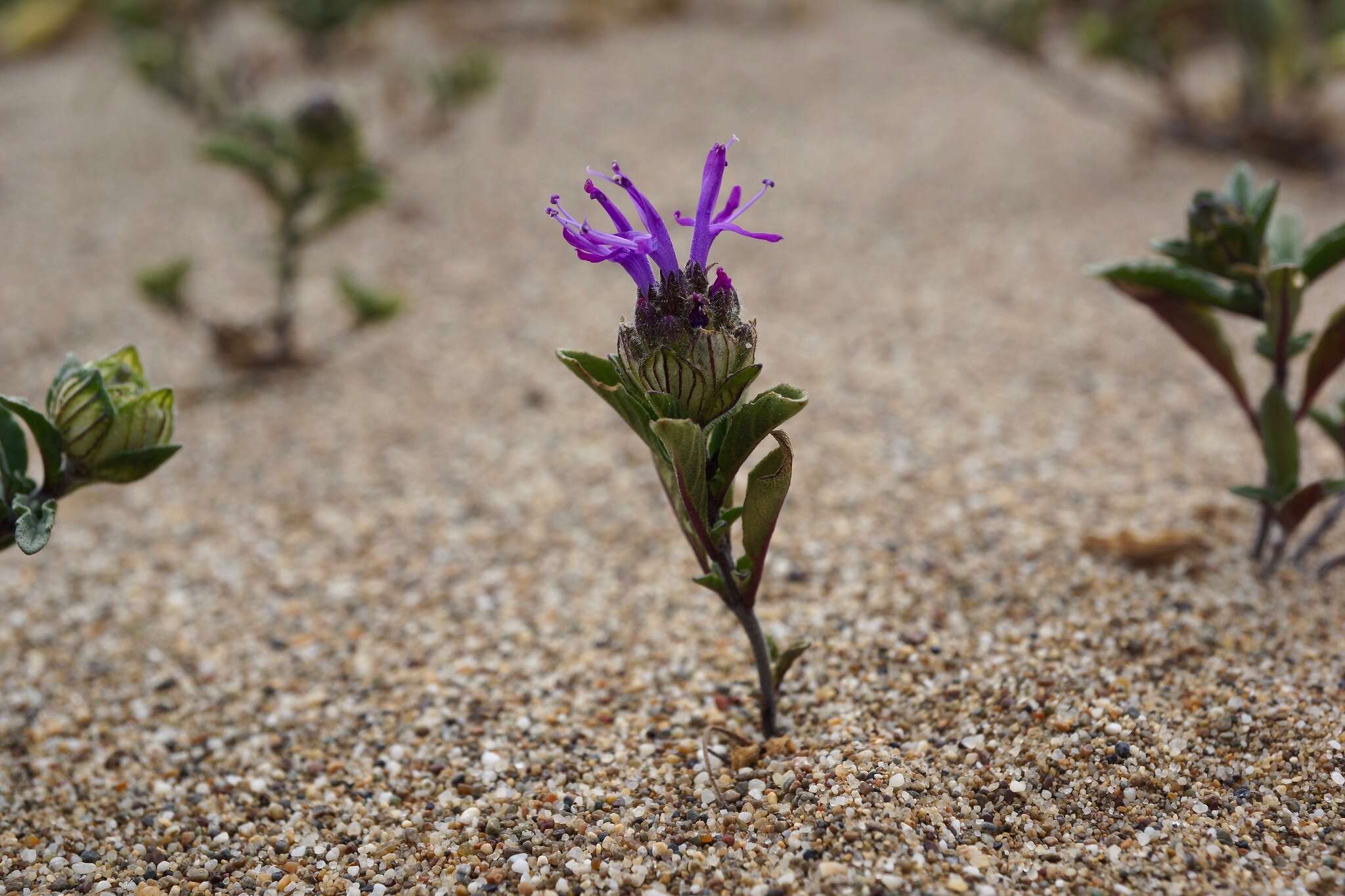 Monardella sinuata subsp. nigrescens Elvin & A. C. Sanders的圖片