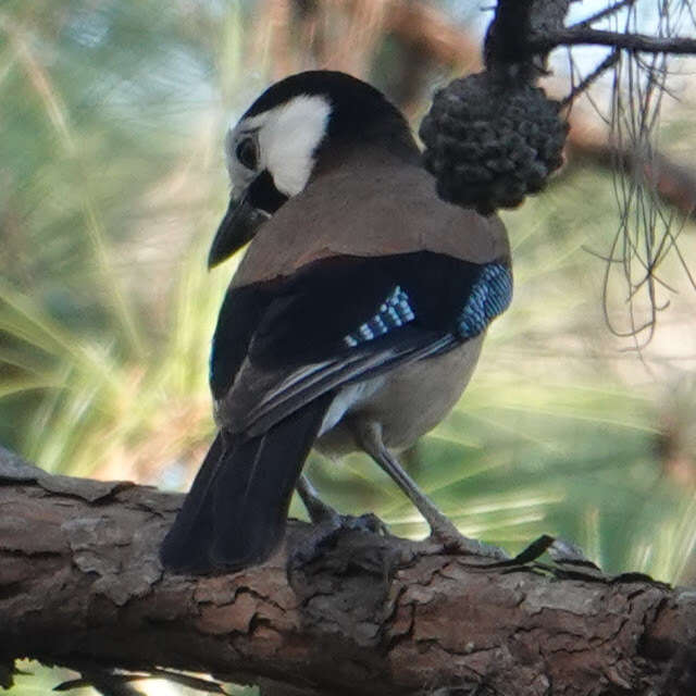 Image of Garrulus glandarius leucotis Hume 1874