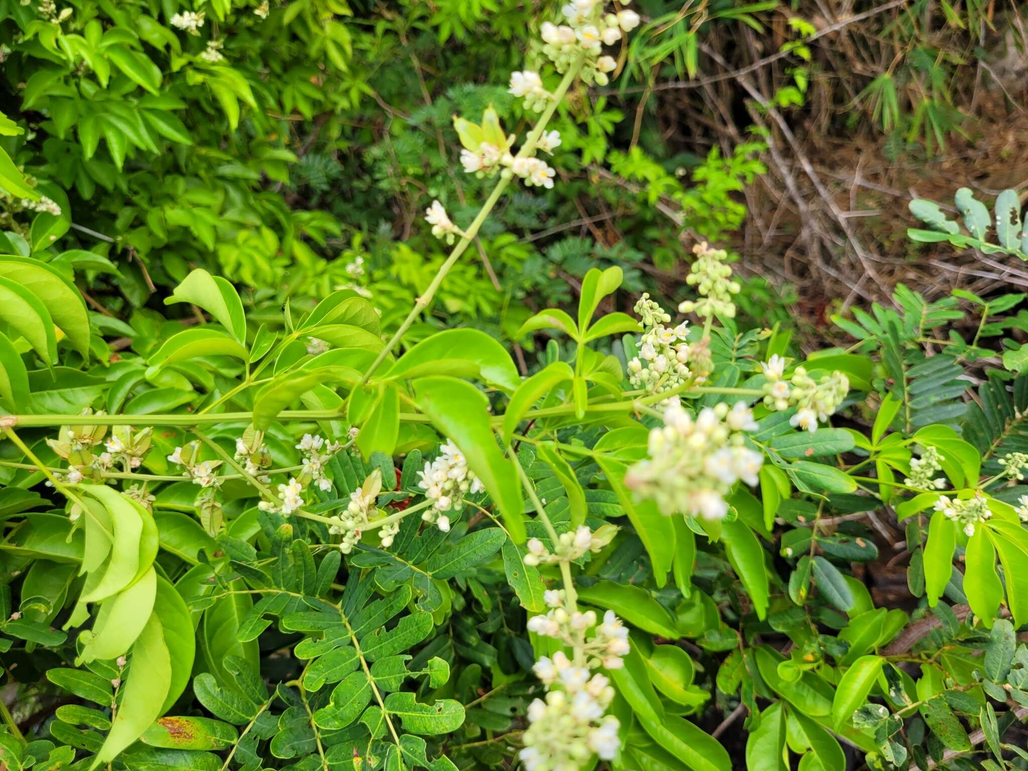 Serjania paucidentata DC. resmi